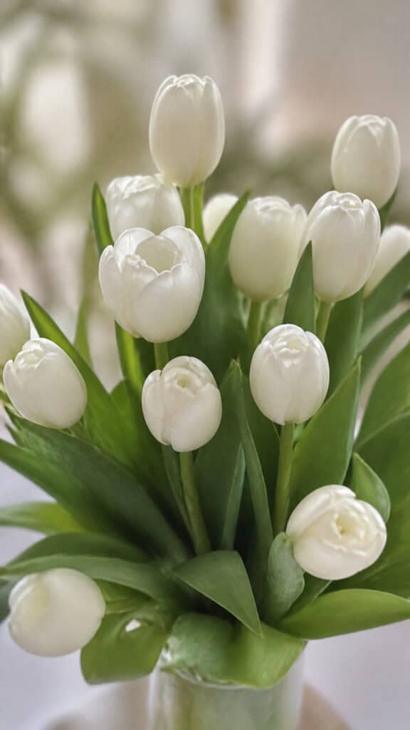 Tulips